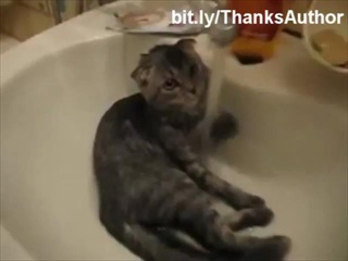 cat cat