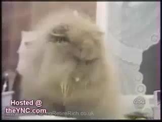 Funny Cat Videos - Hilarious Cats and Some Dogs - LOL