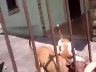 พิทบูลโหด!!! ขย้ำสุนัขเคราะห์ร้ายคารั้ว
