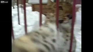 สัตว์หน้าขนไว้ใจไม่ได้! ถ่ายคลิปอยู่ดีๆ เจอเสือตะปบซะงั้น