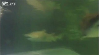 ดีนะเพื่อนดึงไว้! ไม่งั้นมีหวิดโดนปลาฉลามงับหัวแน่ๆ