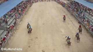 ประเพณีวิ่งควาย | Buffalo Racing in 4K!