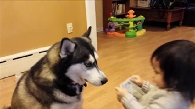 Baby Loves Siberian Husky Dog! - YouTube - Copy