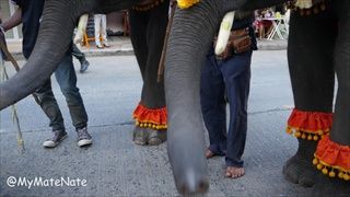 World's Largest Elephant Festival in 4K! Surin Thailand