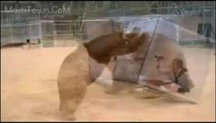 Girl inside a box vs Big Wild Bear Danger