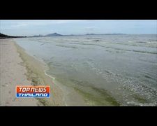 น้ำทะเลบางแสนเปลี่ยนเป็นสีเขียว ทั้วทั้งหาดยาวหลายกิโลเมตร