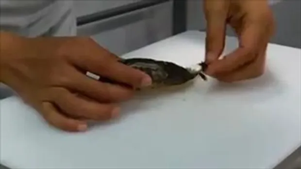 เทคนิคการแกะก้างปลาทูขั้นเทพ สำหรับคนที่ชอบทานปลาต้องดู !