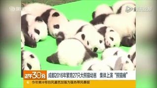 เมืองจีนเปิดตัว ลูกแพนด้า พร้อมกัน 23 ตัว น่ารักมุ้งมิ้ง