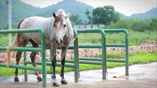 รอบเมืองไทย Variety : นอนคอกม้า อยู่กับคนรักม้า