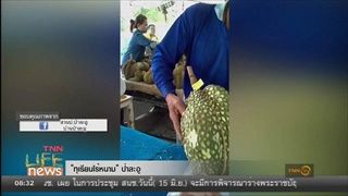 ทุเรียนไร้หนาม ป่าละอู