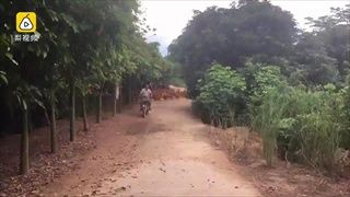 แค่บีบวิ่งตามเป็นพรวน วิธีเรียกไก่ของเกษตรจีน