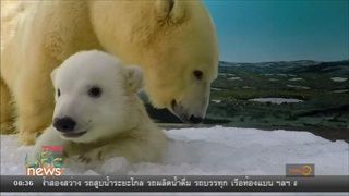 เผยภาพความน่ารักของหมีขาวขั้วโลก