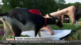 โยคะสุดแปลก เล่นกลางฝูงแกะในสหรัฐฯ