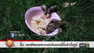 อึ้ง! กองทัพหอยทากแย่งกินบะหมี่กึ่งสำเร็จรูป | ข่าวช่องวัน | one31