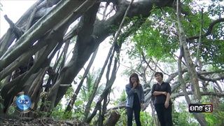 สวนป่าชุมชนเมือง "เกดน้อมเกล้า" | ข่าวช่องวัน | one31