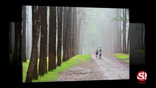 ภาพบรรยากาศ"สวนสนบ่อแก้ว" ในวันที่สายหมอกปกคลุม