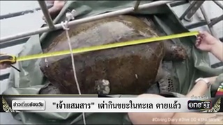 “เจ้าแสมสาร” เต่ากินขยะในทะเล ตายแล้ว | ข่าวช่องวัน | ช่อง one31