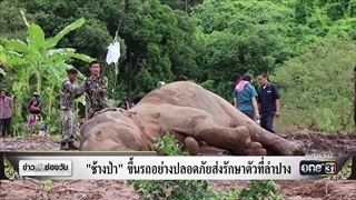 “ช้างป่า” ขึ้นรถอย่างปลอดภัยส่งรักษาตัวที่ลำปาง | ข่าวช่องวัน | ช่อง one31