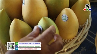 Sakorn News : สกู๊ปมะม่วงปลอดสารพิษ
