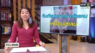 จับเทียบหมาหน้าคล้ายคนเหมือนเซเลบ | แบบนี้ก็มีด้วยหรา | ข่าวช่องวัน | ช่อง one31