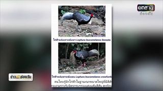 นิติวิทย์อุทยานฯยันชัด 'ไก่ฟ้าหลังเทา' เหยื่อทีมเจ้าสัว | ข่าวช่องวัน | ช่อง one31