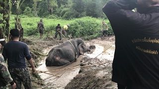 เจ้าหน้าที่ช่วยสุดใจ "พังนิ่มนวล" ช้างป่าสาวตกทรายดูด สำเร็จใน 8 ชั่วโมง