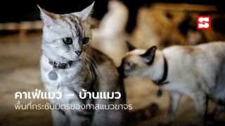 คาเฟ่แมว – บ้านแมว พื้นที่กระชับมิตรของทาสแมวขาจร