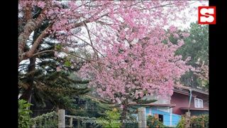 ซากุระบานกลางหมู่บ้านร่องกล้า! ดอกนางพญาเสือโคร่งที่สวยงามที่สุดแห่งหนึ่งของเมืองไทย