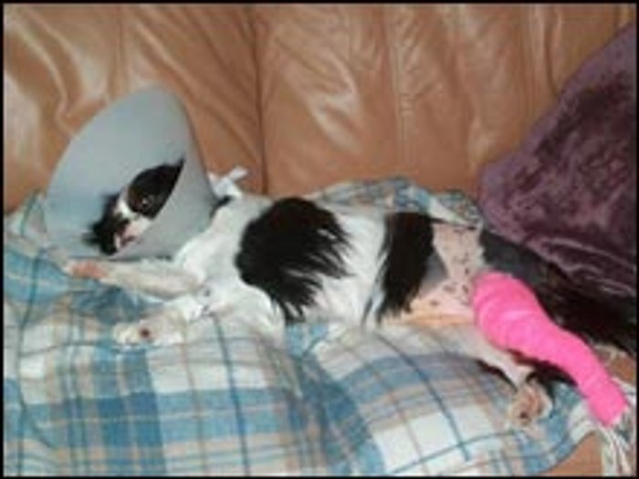 โรคสะบ้าเคลื่อนในสุนัข (Canine Patellar Luxation)