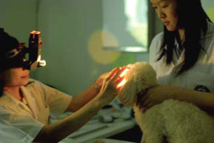 รวมมิตรโรงพยาบาลสัตว์