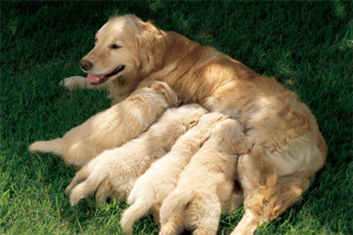 พัฒนาการของเจ้าตูบน้อย