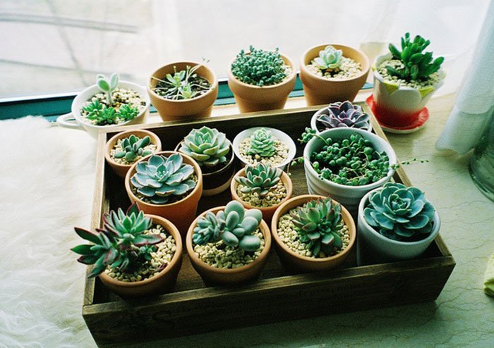 Green idea สร้างพื้นที่สีเขียวเล็กๆ