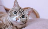 4 เหตุผลที่คนญี่ปุ่นบอกว่าเลี้ยงแมวแล้วทำให้มีความสุขมากขึ้น