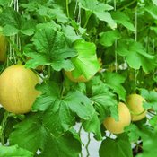 Melon vs Cantaloupe เมลอน vs แคนตาลูป