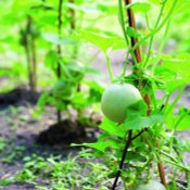 Melon vs Cantaloupe เมลอน vs แคนตาลูป