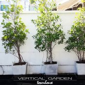 DIY สวนแนวตั้ง vertical garden ในงบไม่เกิน 10000 บาท