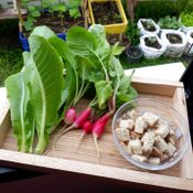 รีวิว “ทำสวนครัวแบบ DIY” ประหยัด ปลอดภัย พร้อมเพิ่มพื้นที่สีเขียวให้กับบ้าน