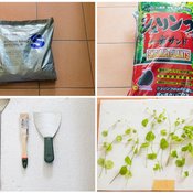 DIY จัดตู้ไม้น้ำสำหรับมือใหม่