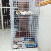 แชร์ไอเดีย 'DIY กรงแมว' สร้างพื้นที่พักผ่อนและปลอดภัยให้กับเจ้าขนปุย