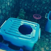 DIY “ห้องน้ำแมวทำเอง” ขั้นตอนสุดง่ายใช้แค่ลังพลาสติกสองใบ