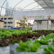 อนุสาวรีย์ดี๊ดี สวนผักปลอดสารบนดาดฟ้าห้าง “ Center One” จัดการเศษอาหาร แปลงขยะเป็นปุ๋ย