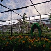 อดีตนักจัดสวนผันตัวขาย “ผักพื้นบ้าน” สร้าง “สวนผสม” ปลูกผัก เลี้ยงไก่ ไม่ต้องตุนอาหาร