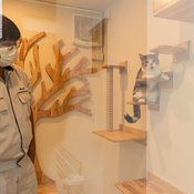 พาชม “บ้านน้องแมว” ดีไซน์เรียบหรูแบบชิคๆ เหมือนยกคาเฟ่แมวมาไว้ในบ้านเอง