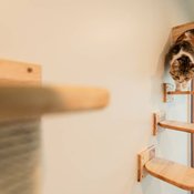 พาชม “บ้านน้องแมว” ดีไซน์เรียบหรูแบบชิคๆ เหมือนยกคาเฟ่แมวมาไว้ในบ้านเอง