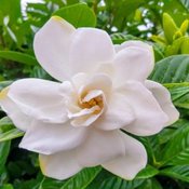 3 ดอกไม้ที่ได้ชื่อว่ามีกลิ่นหอมมากที่สุดในญี่ปุ่น
