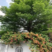 สวยสายเกษตร “เชอรี่ เข็มอัปสร” ลงแปลงเก็บผัก ทำอาหาร ชีวิตในช่วงหยุดอยู่บ้าน