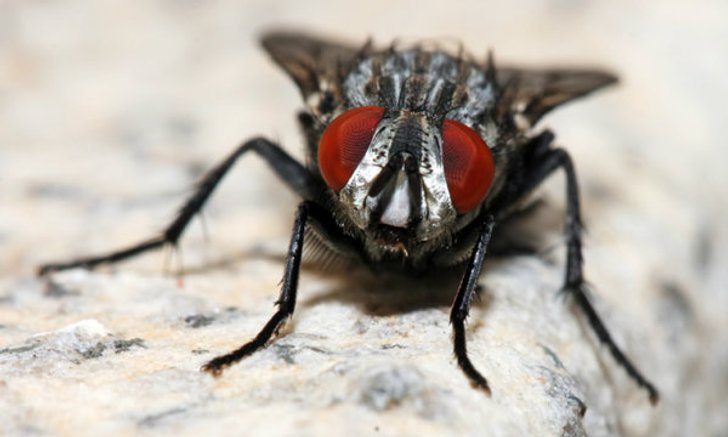 5 วิธีธรรมชาติไล่แมลงวันกวนใจ ไม่กล้ามาวุ่นวาย