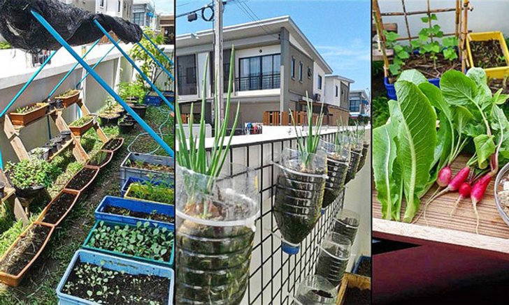 รีวิว “ทำสวนครัวแบบ DIY” ประหยัด ปลอดภัย พร้อมเพิ่มพื้นที่สีเขียวให้กับบ้าน