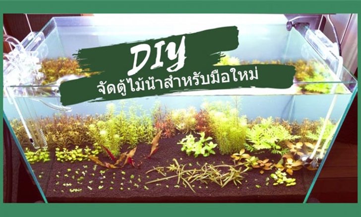 DIY จัดตู้ไม้น้ำสำหรับมือใหม่