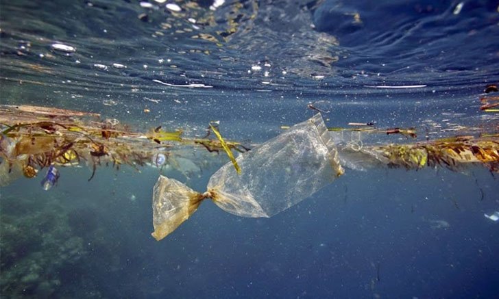 ย้อนรอย ปัญหาของท้องทะเลที่ส่งผลต่อสัตว์ทะเล  นักวิชาการเผย พลาสติก ตัวทำลายสัตว์ทะเล